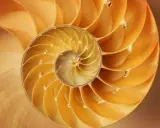 Corte transversal de una concha de nautilus, mostrando sus cámaras espirales, un ejemplo perfecto de la proporción aurea.