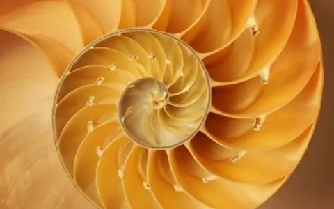 Corte transversal de una concha de nautilus, mostrando sus cámaras espirales, un ejemplo perfecto de la proporción aurea.