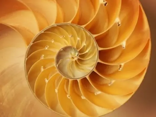 Corte transversal de una concha de nautilus, mostrando sus cámaras espirales, un ejemplo perfecto de la proporción aurea.