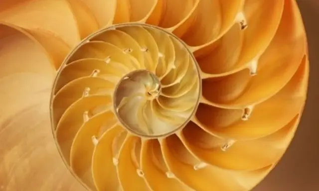 Corte transversal de una concha de nautilus, mostrando sus cámaras espirales, un ejemplo perfecto de la proporción aurea.