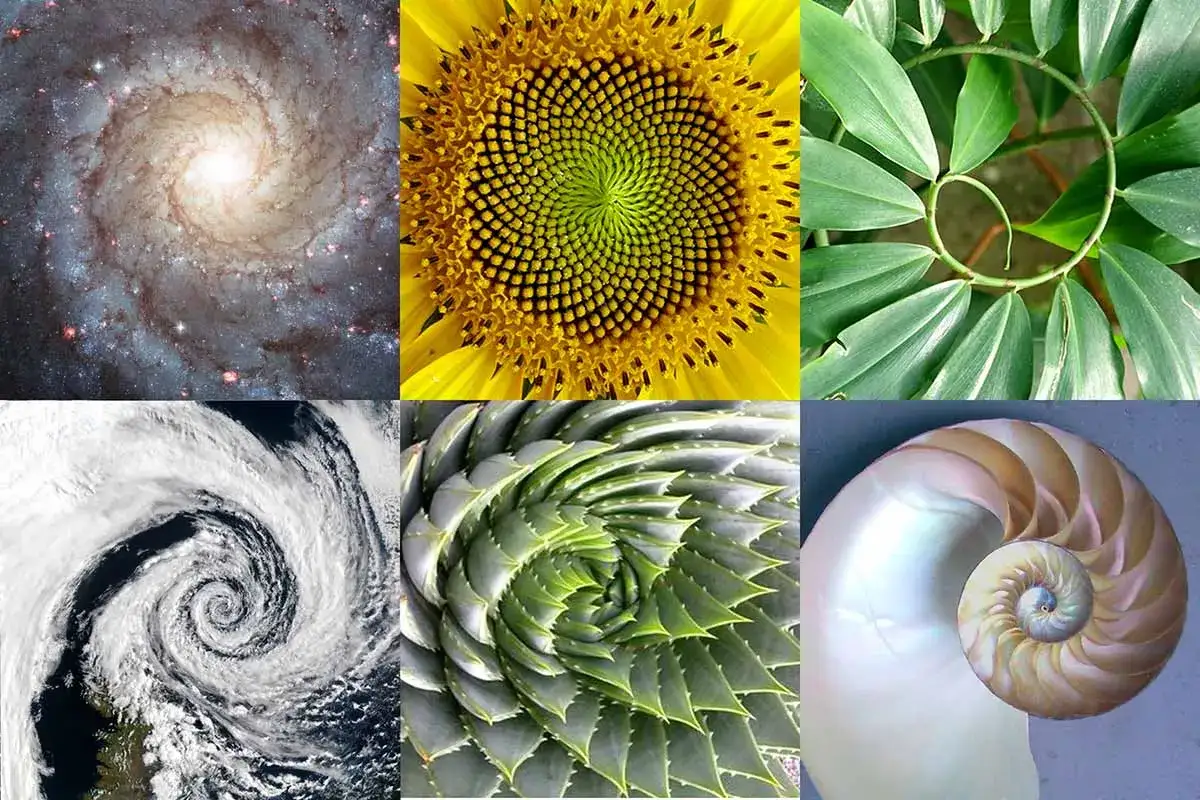 Ejemplos de la proporción áurea: galaxia espiral, girasol, huracán, aloe, planta y concha de nautilo.